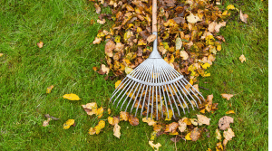 raking leaves Richmond BC - get growing landscaping