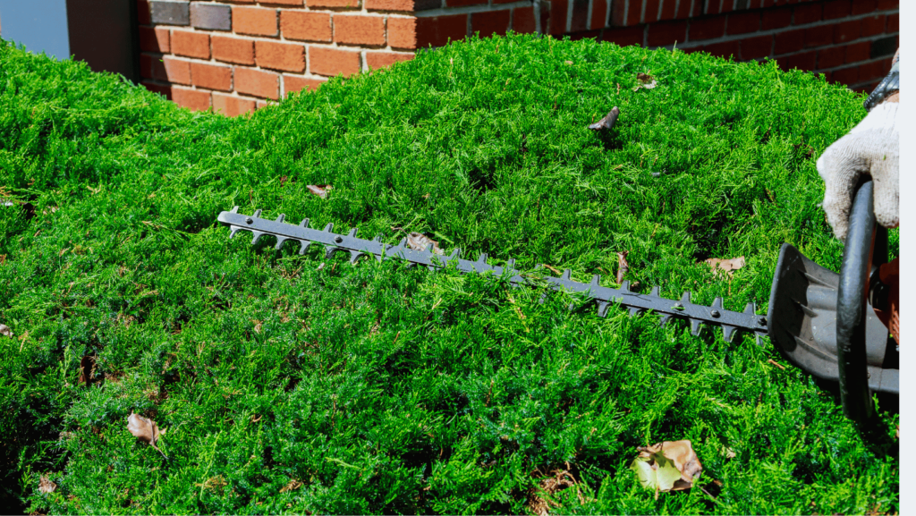 Hedge Trimming Services - Get Growing Landscaping